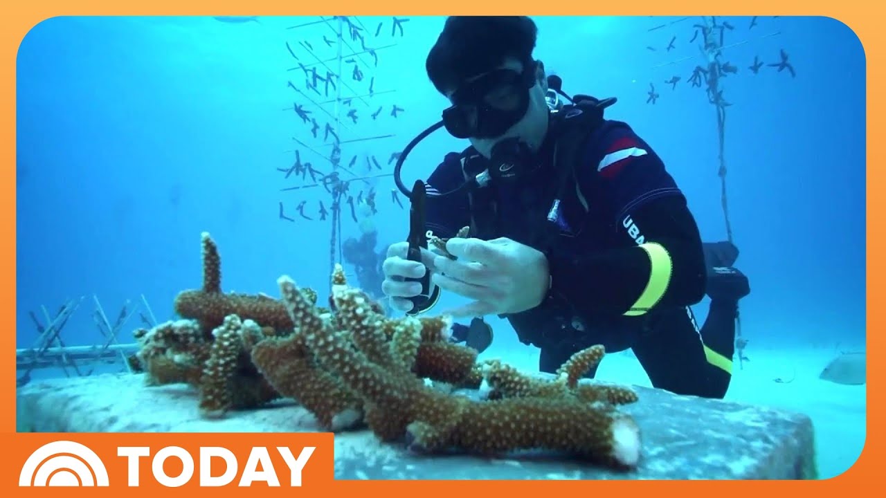 How These Veterans Are Working to Help Marine Conservation