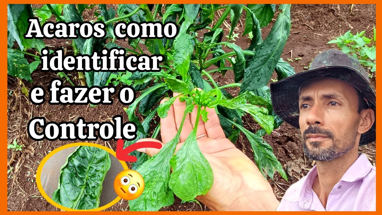 🪲🪲Como identificar o ácaro nas hortaliças e fazer o Controle.