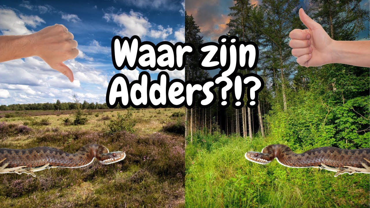 Adders Zoeken In Augustus | Dit Had Ik Niet Verwacht!