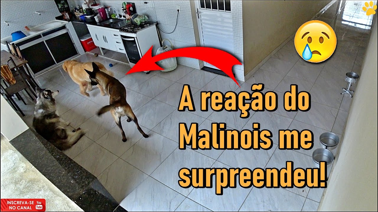 Sempre quis saber o que fazem quando ficam sozinhos - Olha o Malinois - Eu choro ou rio disso?