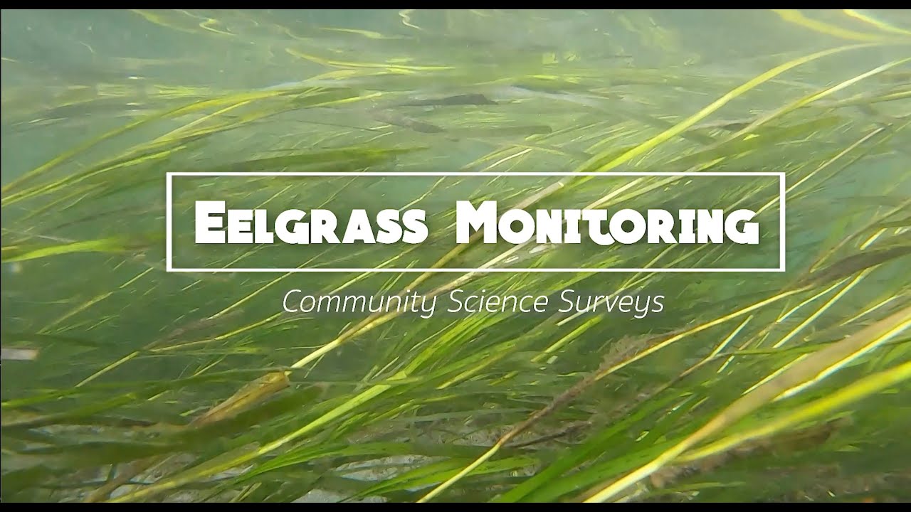 Eelgrass Monitoring Tutorial