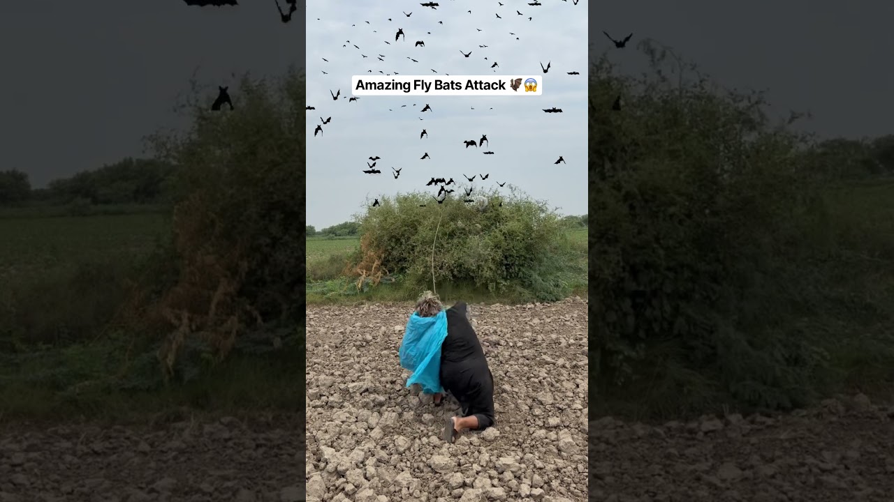 Niesamowity atak nietoperzy 🦇😱#niesamowity #mucha #nietoperz #ptaki #atak