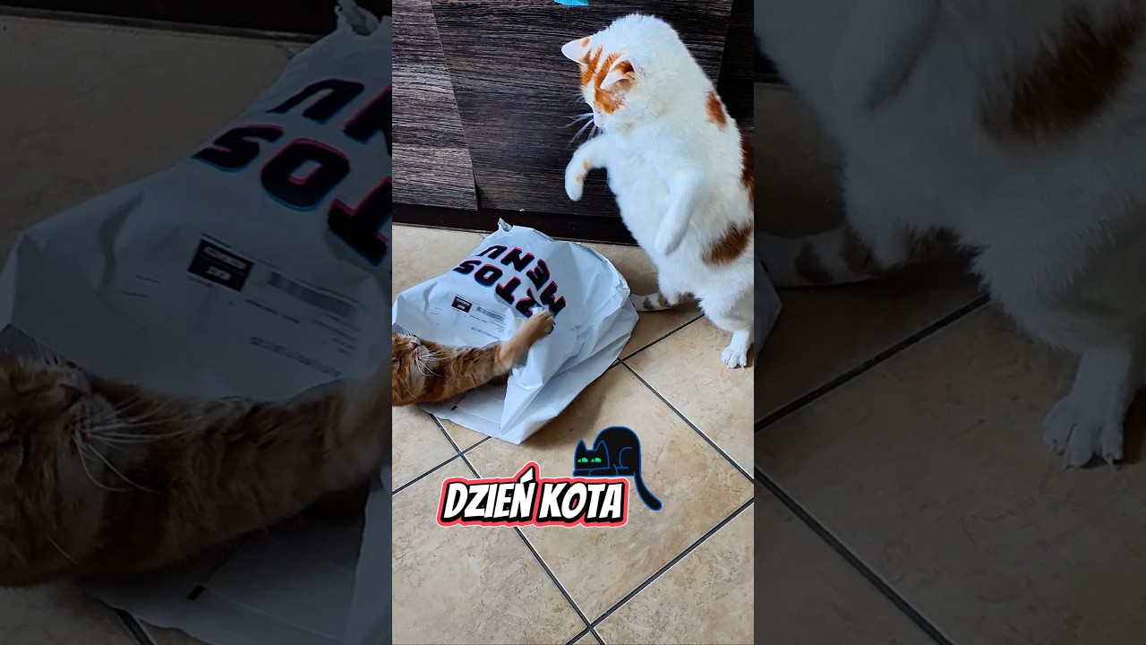 Ile macie kociak&oacute;w &hearts;️🐾❓ #cat #catshorts #meow #cutecat #funnycats