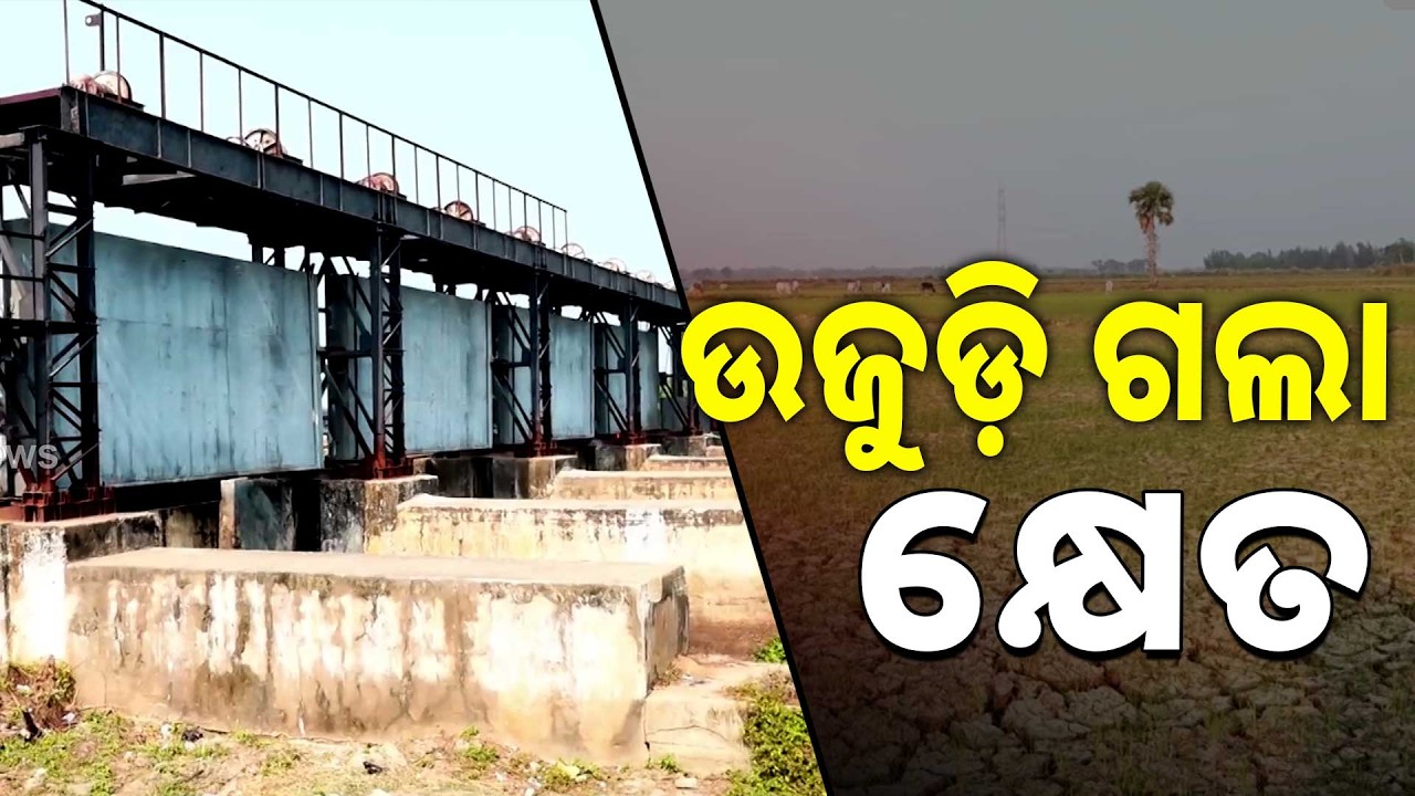 ଓସିସିର ମନମୁଖୀ ଓ ନିମ୍ନମାନର କାମ ଲାଗି ଧାନ କ୍ଷେତ ଫାଟି ଆଁ  | Argus News