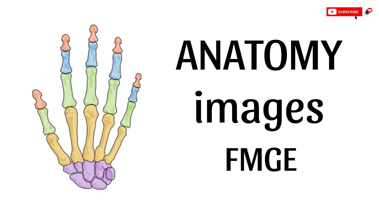 Anatomy must do images for fmge #fmge #fmgepreparation
