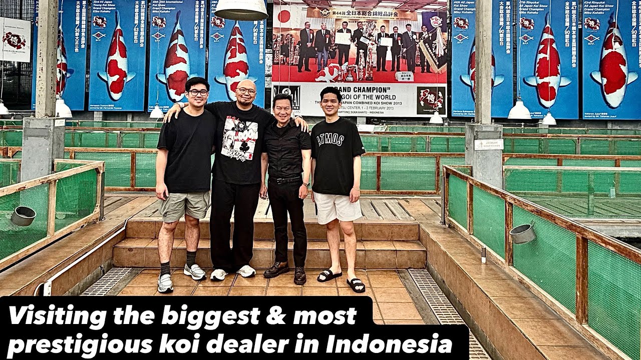 Eye popping koi dealer facilities in Bandung, Indonesia. Thanks for the warm invitation Samurai Koi