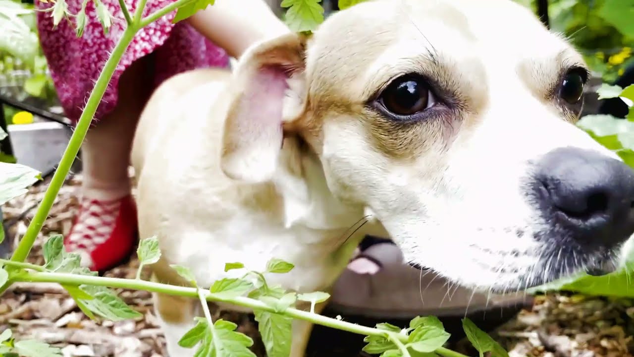 Hang on Little Tomato - Andrea Carlson