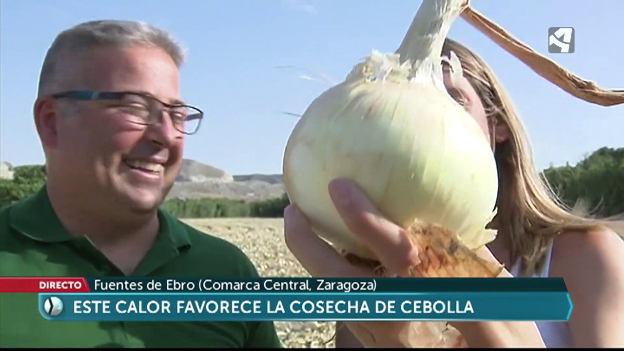 Recolección de la cebolla de Fuentes