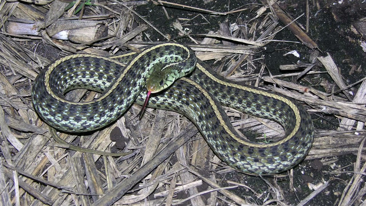 Snakes of Florida