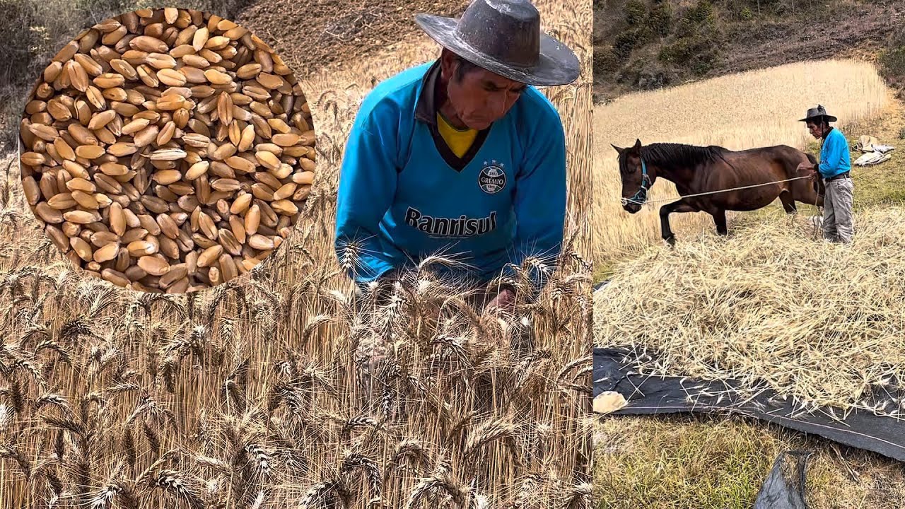 Así se cosecha el TRIGO 🌾para hacer PAN artesanal en el campo.￼ 