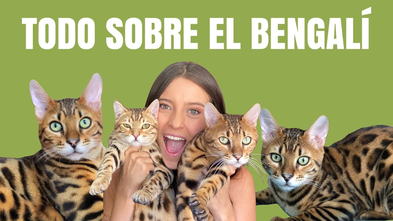 TODO SOBRE EL GATO BENGALÍ | Carácter, Cuidados y Más - Lauvet