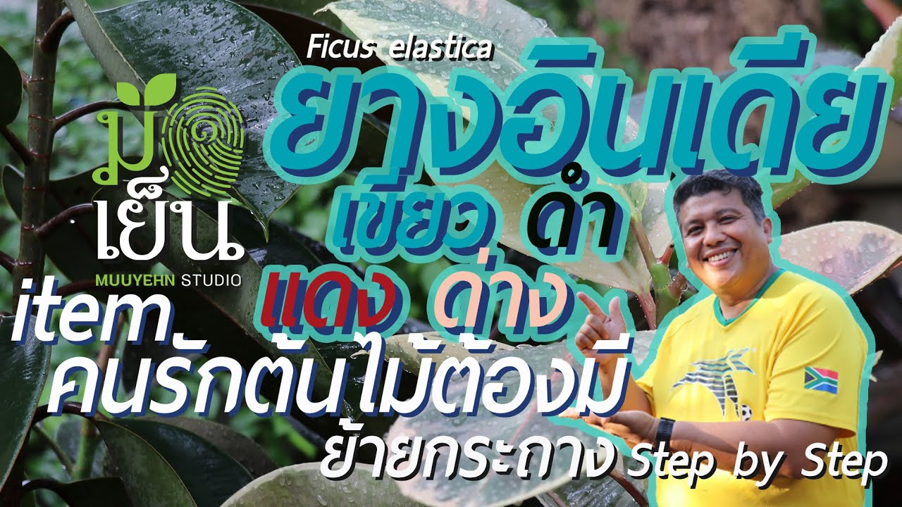 ยางอินเดีย เขียว ดำ แดง ด่าง ไอเท็มที่คนรักต้นไม้ต้องมี Ficus elastica หรือ India rubber plant