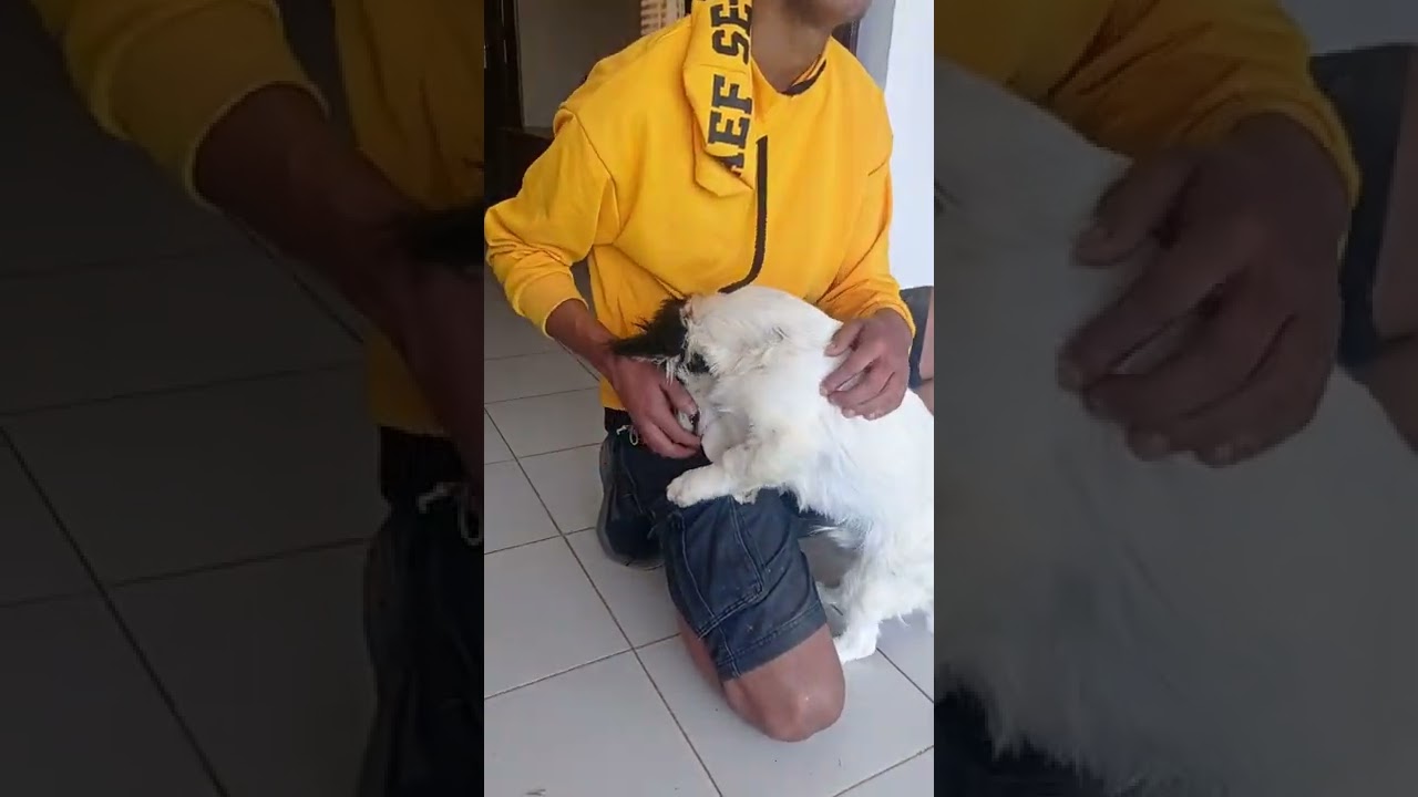 puppy crying during vaccination making laughing 🤣🤣🤣