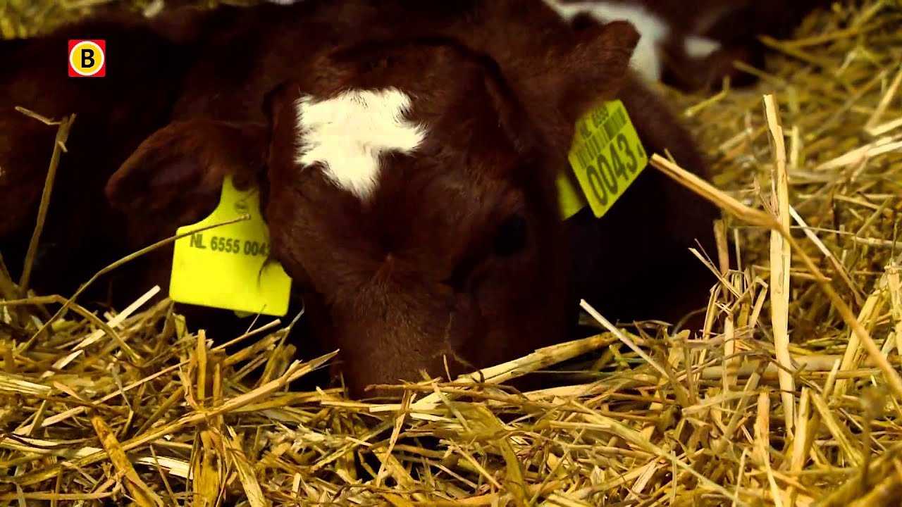 Koe baart zeer zeldzame vierling in Haren: hoera voor Patricia, Sem, Tom en Bob