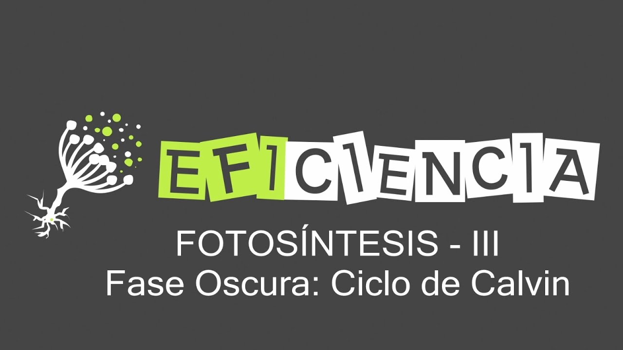 FOTOSÍNTESIS III. Fase Oscura: Ciclo de Calvin (Vía C3). Rubisco