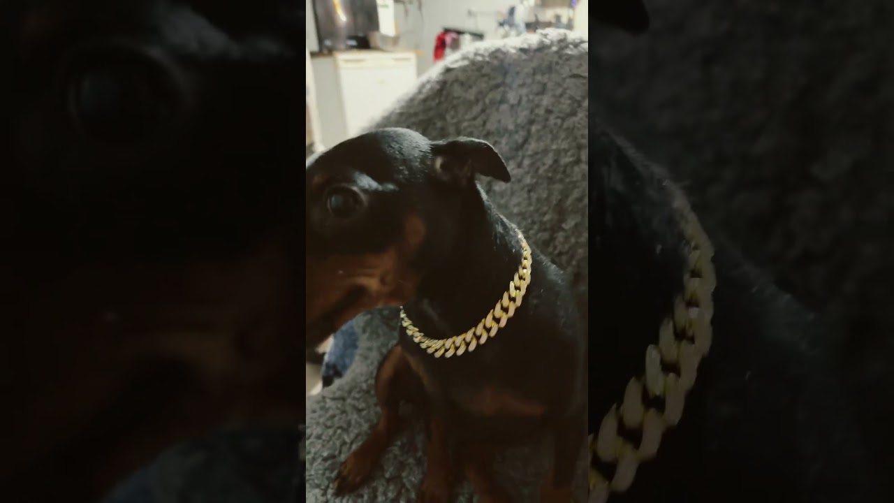 Золотая цепь на добермана #dogs #doberman #цвергпинчер #мини #dogshorts #doglife #doglove #dogcoach