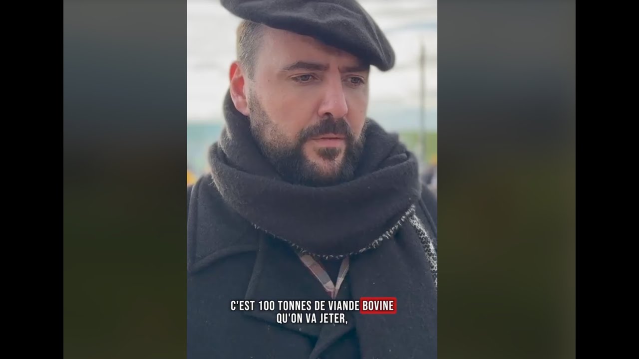Plus de 200 vaches doivent être abattues du jour au lendemain