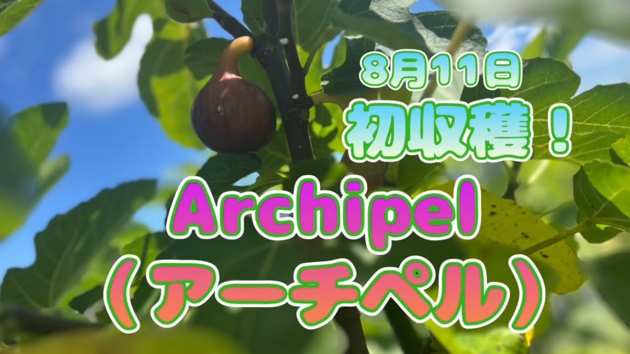 初収穫のアーチペルの食味といちじく畑の現状2024.8.11