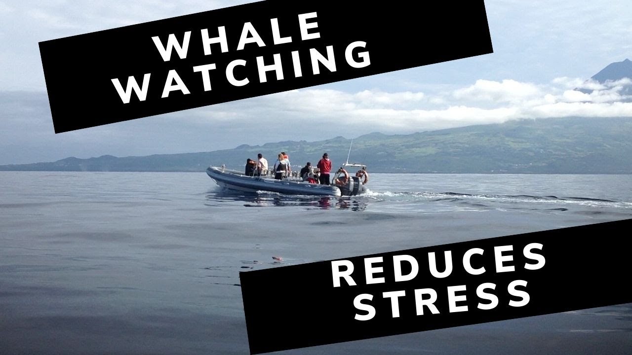 Whales Calm - Whale watching trip - Pico Island Azores Portugal. A top whale watching destination.