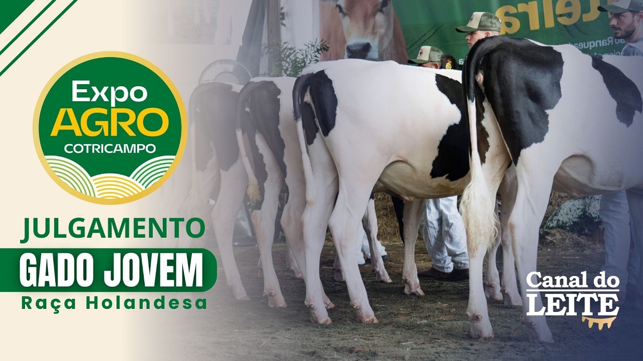 Expo Agro Cotricampo 2026 - Julgamento do Gado Jovem da Raça Holandesa