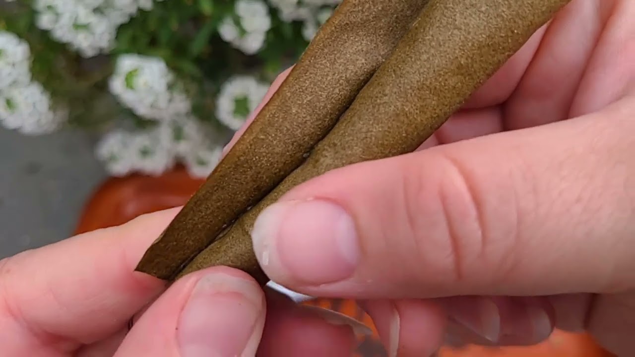 How to roll Afghan Hemp wrap with gluegar 420 time #420  #stopsmokingspit #teamnospit