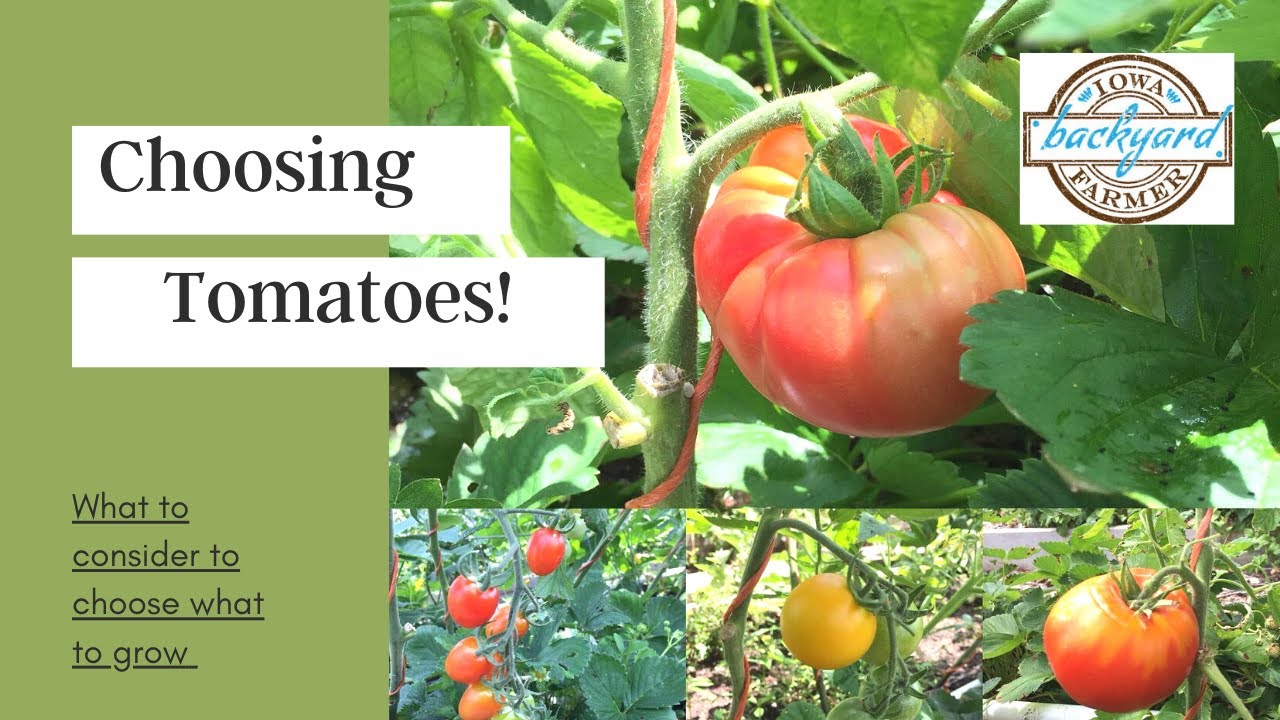 Choosing Tomato Varieties
