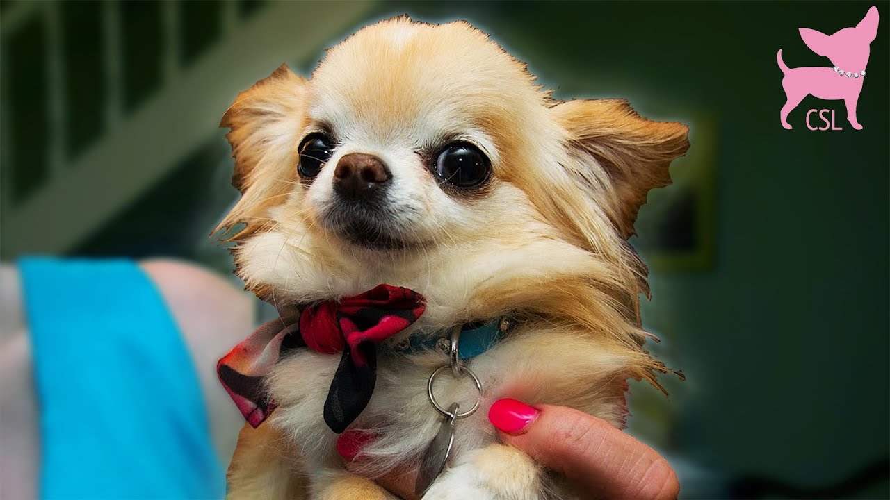 Cute Chihuahua Dogs Playing at an Animal Themed Party
