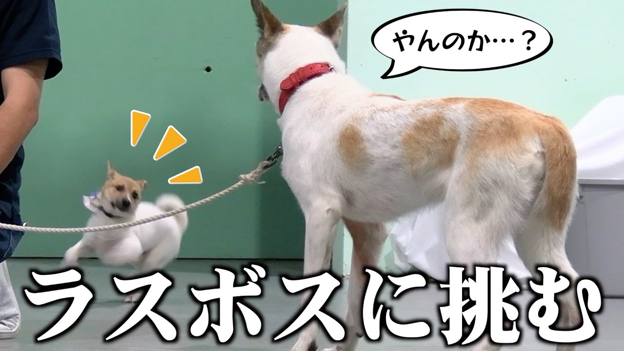 最も性格に難のある先住犬に、新入りの保護子犬が何も知らずに突撃！こっわ！！！