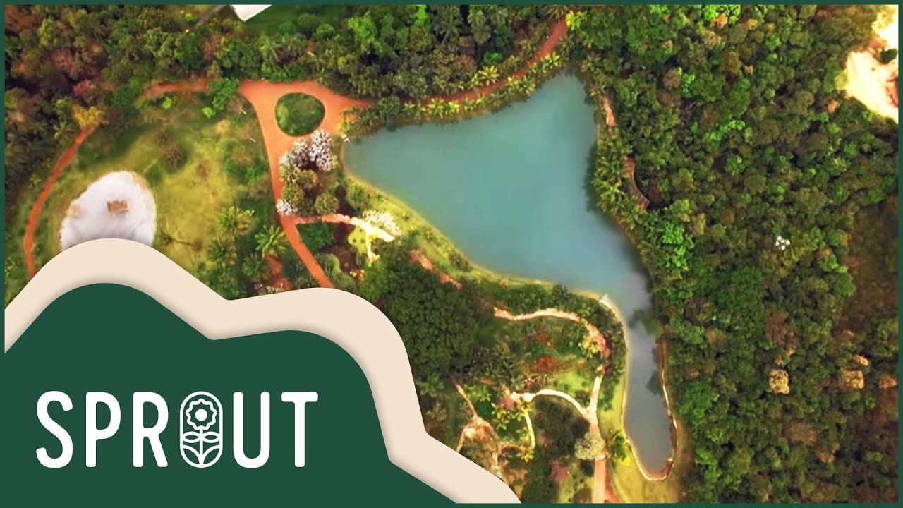 Inhotin Odyssey: Brazil's Hidden Gem Conservation | Sprout