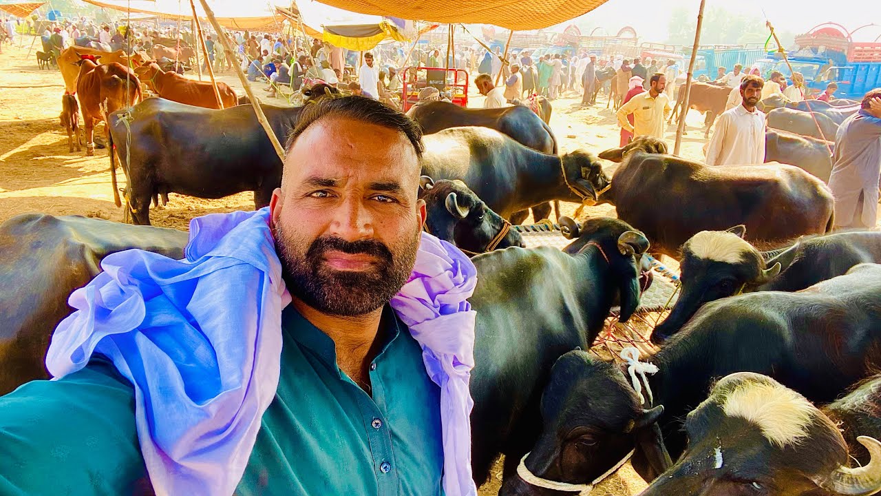 Aj da Vilogs Badiyana Sialkot Mandi da majja te majja de Rait chak kro