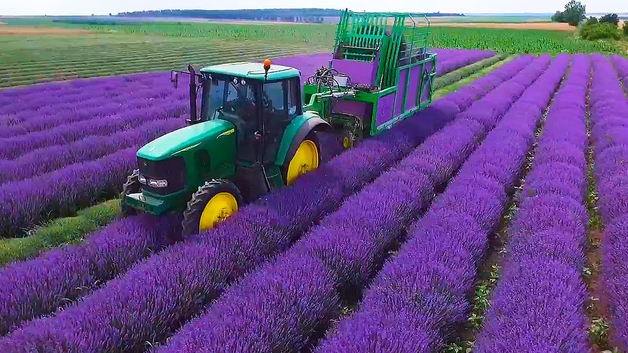 Amazing Agriculture Processes and Satisfying Harvesting Machines