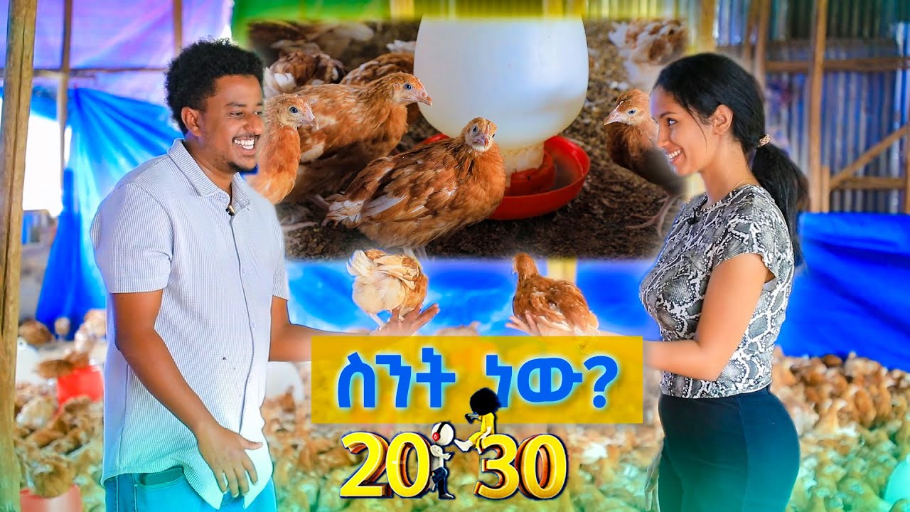 ዶሮ በቀን 400 ሊትር ውሃ ትጠጣለች?🤔 ከፍተኛ ትርፍም ከፍተኛ ኪሳራም እንዴት... //ስንት ነዉ?// 20-30