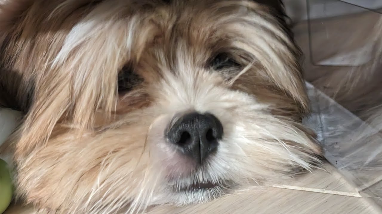 Rusty the Lhasa apso singing 🥰