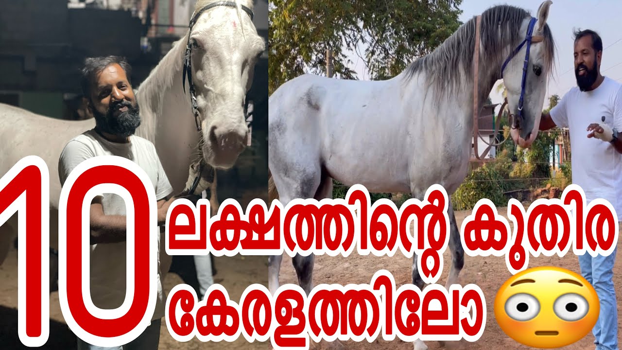 10Lakh Majukka Bloodline Horse In Kerala😱|Ssworld|വിലകൂടിയ കുറച്ചു കുതിരകളെ കണ്ടാലോ