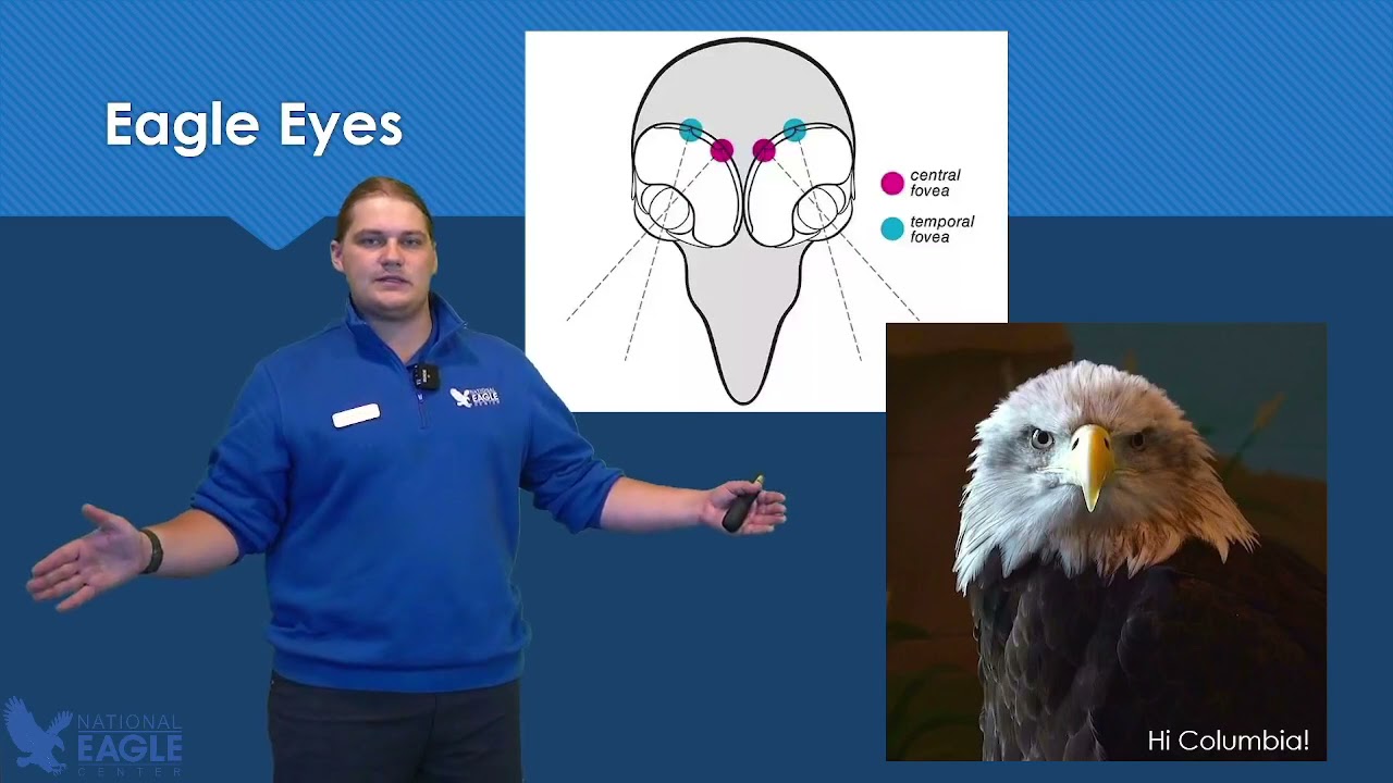 Adventures in Eagle Territory: Amazing Eagle Eyes