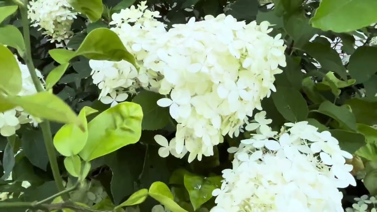 Garden pollinators summer 2025