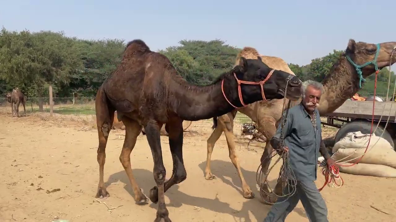 देखिए दोस्तों मेले के || चाडी पशु मेला 2025 || Chadi pasu mela 2025 || Nagaur pashu mela 2025