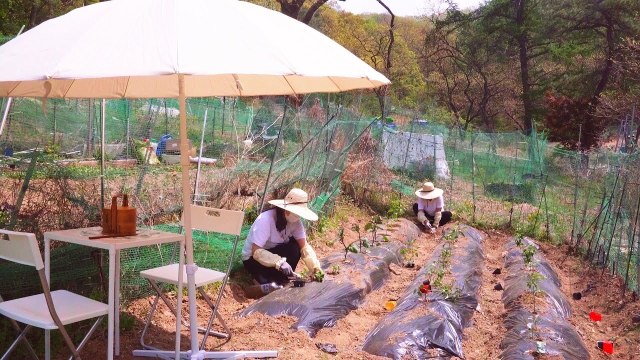 Как начать сад для начинающих🌱 Брокколи, паприка, помидоры, красный перец