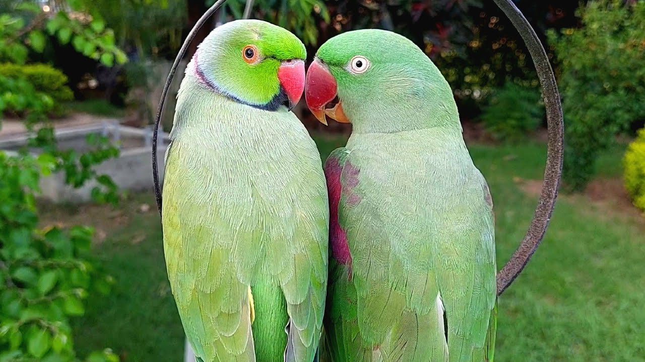 Most Romantic Parrot Pair | Indian Ringneck Parrot and Alexandrine Parrot