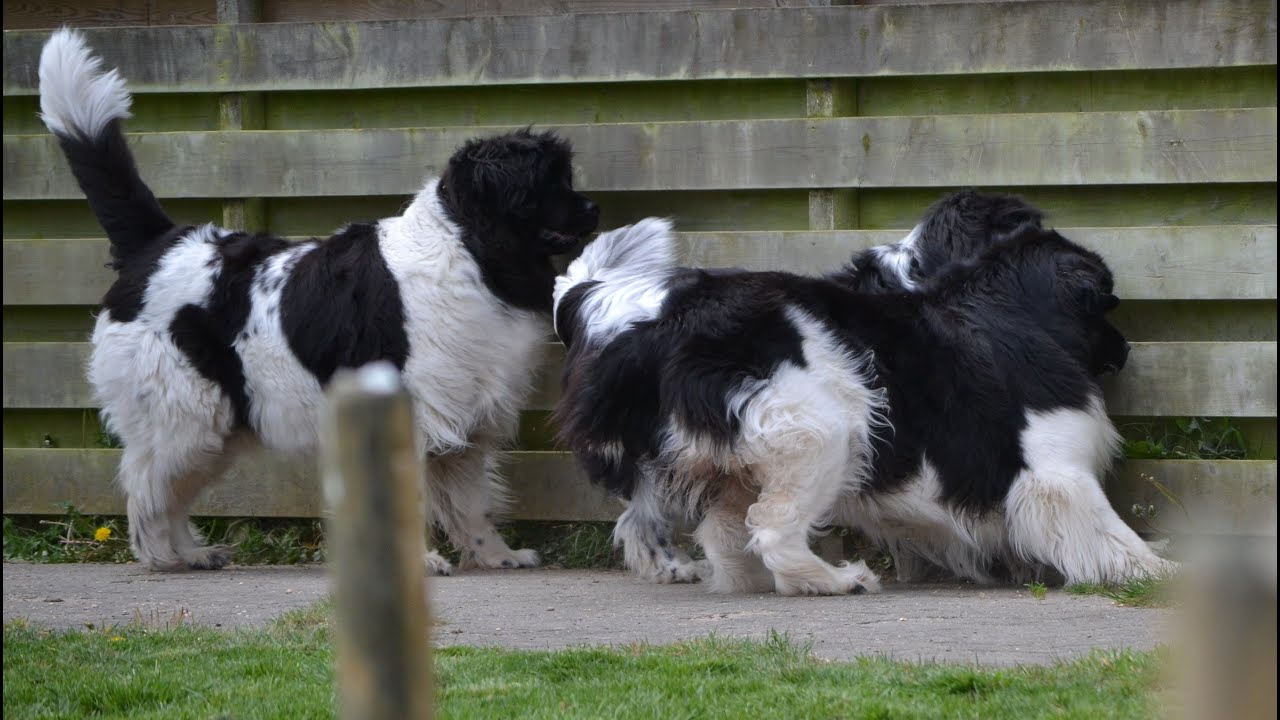 Stabyhoun Charlie vs a gang of HUGE newfoundland dogs