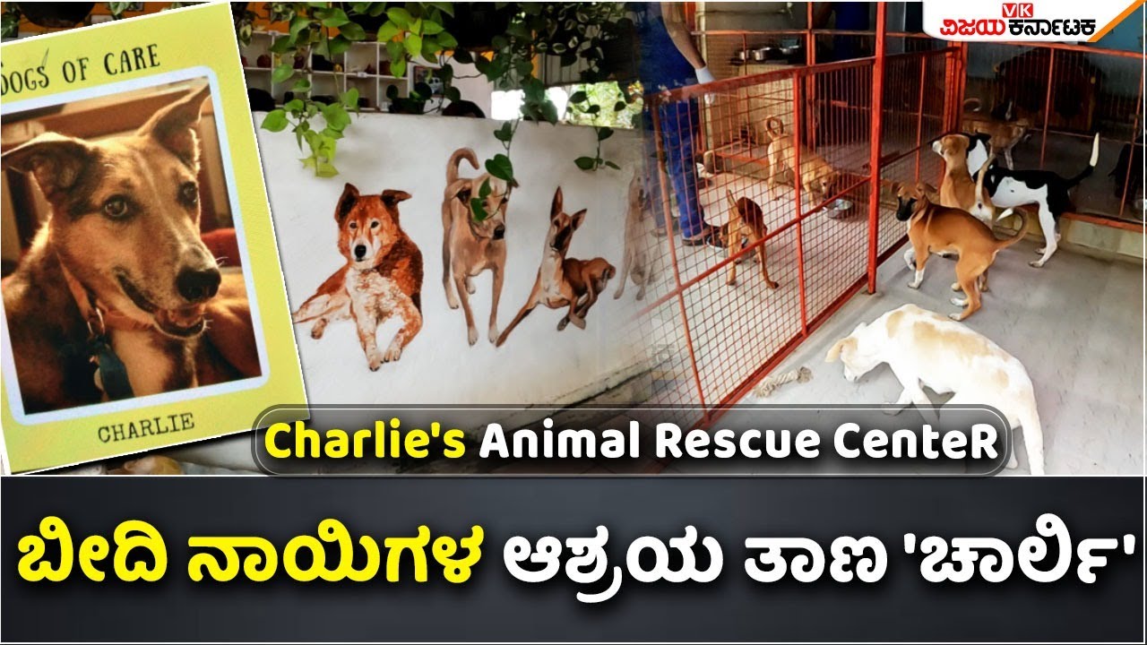 Charlie's Animal Rescue Centre (CARE) Tour Video | Dog Adoption | Vijay Karnataka