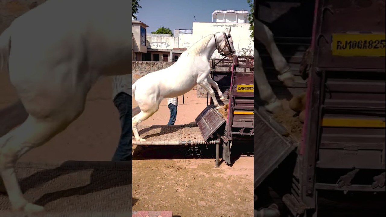 horse pick-up 🛻 me bethi #dj #song #sad #love #horse #djsong #automobile #horsetrancedanc