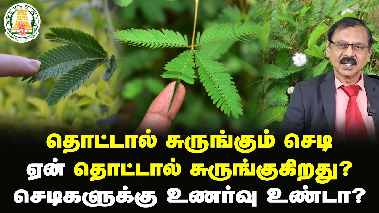 தொட்டால் சுருங்கும் செடி ஏன் தொட்டால் சுருங்குகிறது? செடிகளுக்கு உணர்வு உண்டா?  | WHY WHAT HOW?