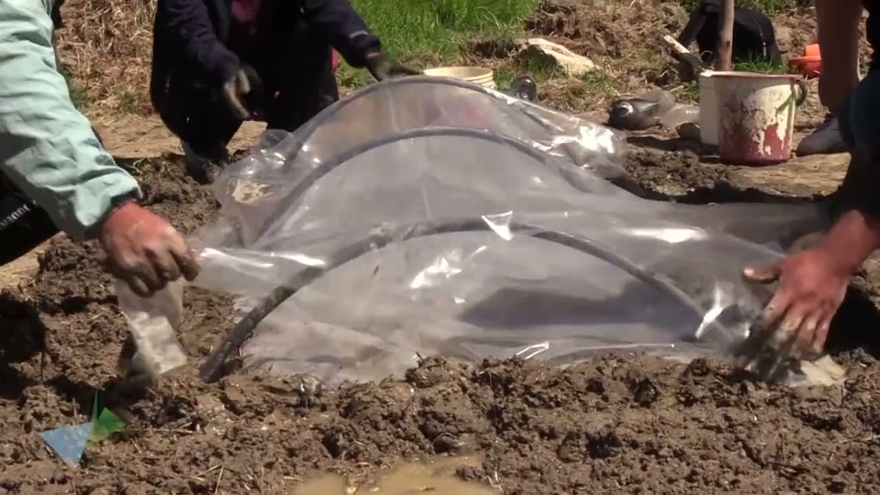 PRÁCTICA DE LA SOLARIZACIÓN DEL SUELO PARA EL CONTROL DE MALEZAS Y PLAGAS