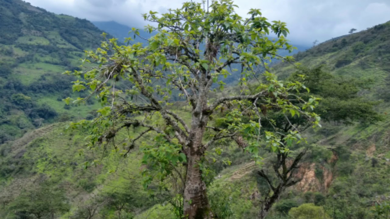 Zarcillito de oro / los trigales del norte