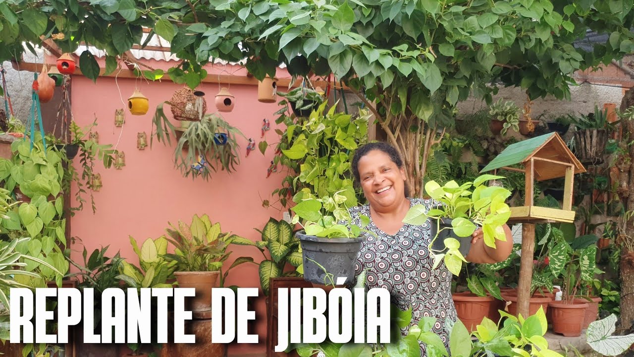 COMO FAZER REPLANTE DE MUDA DE JIBÓIA | JIBÓIA NEON, VARIEGATA, VERDE, BRANCA, PRATEADA E NJOY