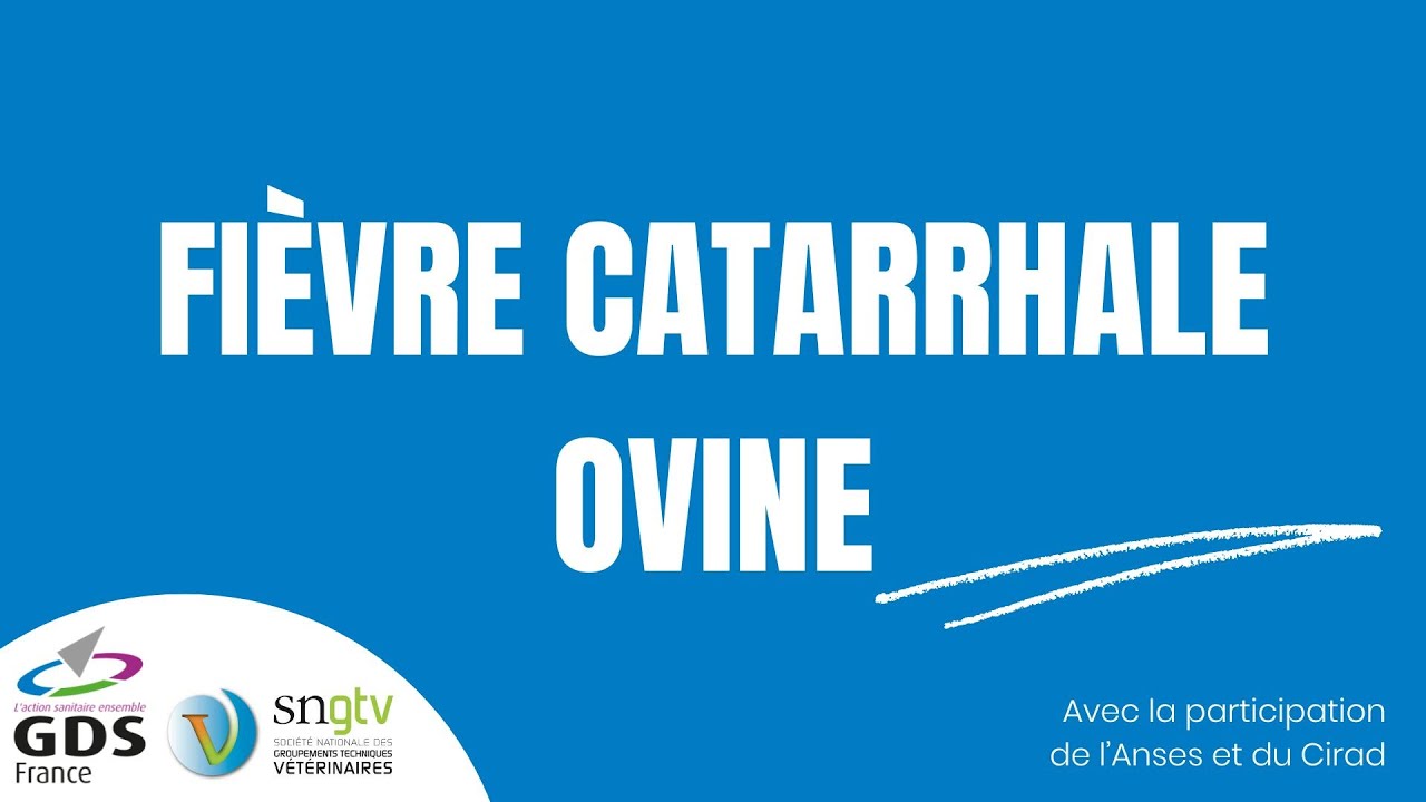 Webinaire Fièvre Catarrhale Ovine