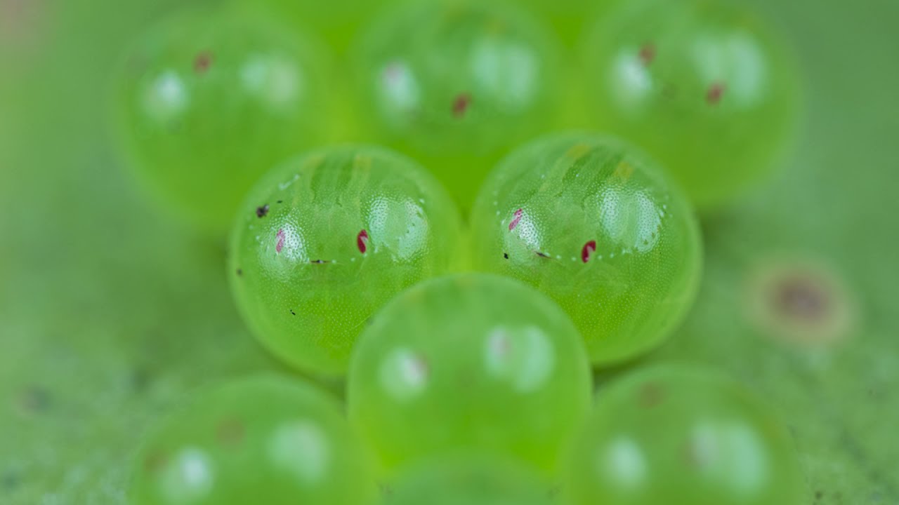 Time-Lapse of Bug Eggs hatching