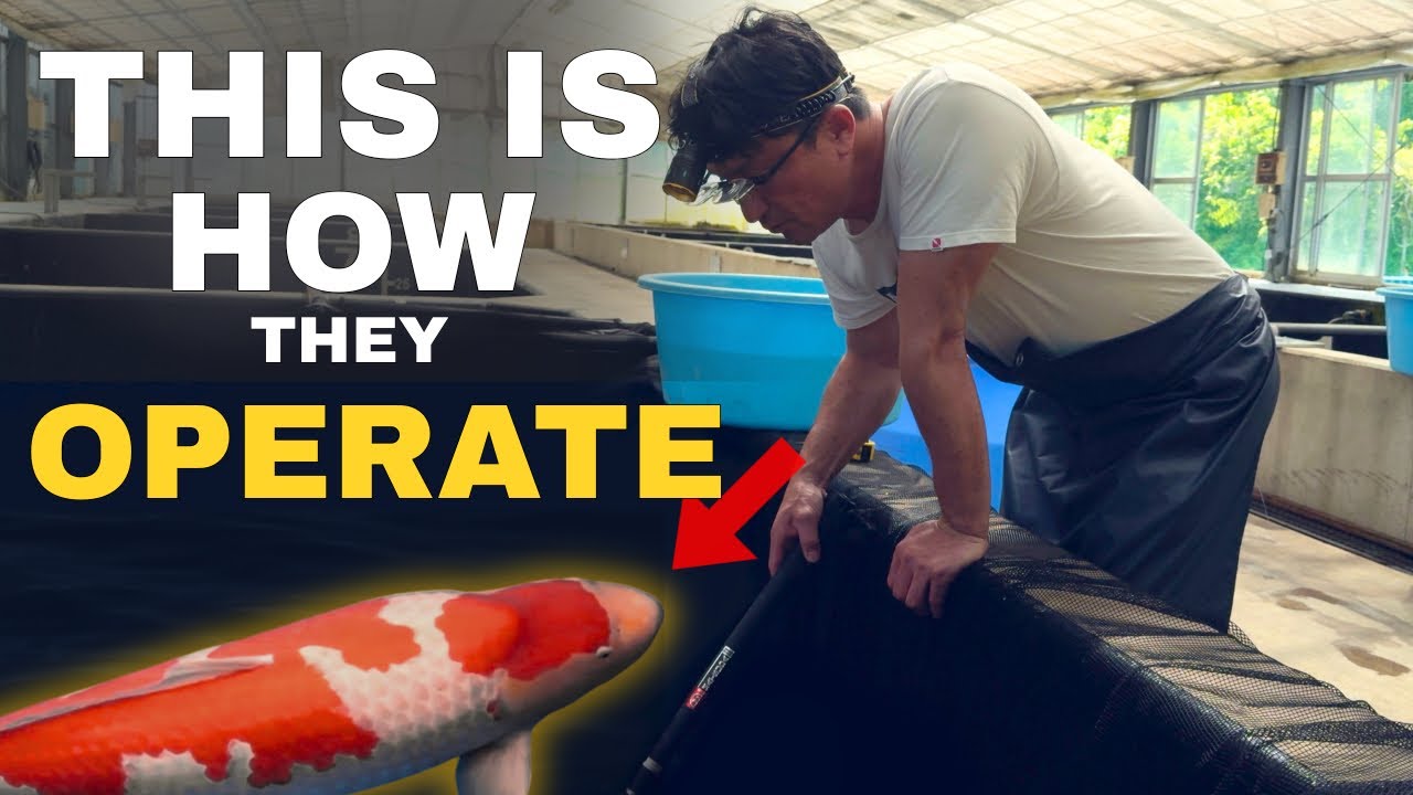 Top Koi Breeder in JAPAN!!! (DAINICHI TOYOTA)