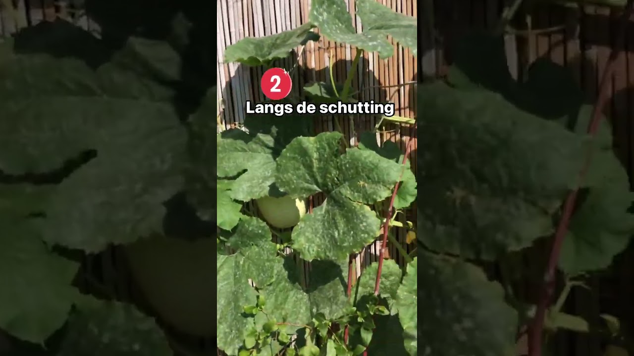 3 tips om je pompoenplant op te binden. Uitleg in de comments.  #moestuinieren #moestuintips